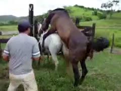 Ranch hand helps a male horse fuck a pretty female beast 